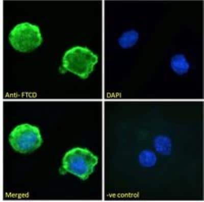 Immunocytochemistry/ Immunofluorescence: 58K Golgi Protein Antibody [NB100-1448]