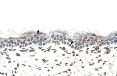 Immunohistochemistry-Paraffin: 58K Golgi Protein Antibody [NBP1-54997]