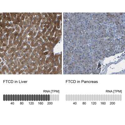 Immunohistochemistry-Paraffin: 58K Golgi Protein Antibody [NBP1-86031]