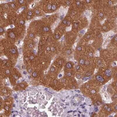 Immunohistochemistry-Paraffin: 58K Golgi Protein Antibody [NBP2-48600]
