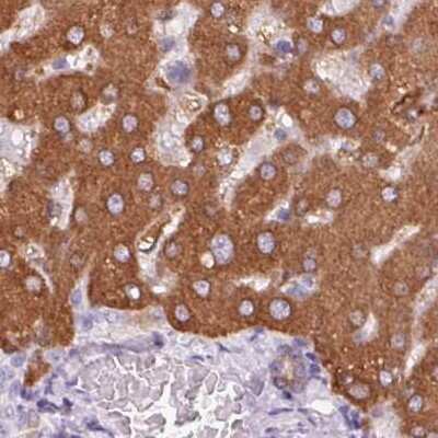 Immunohistochemistry-Paraffin: 58K Golgi Protein Antibody [NBP2-48651]