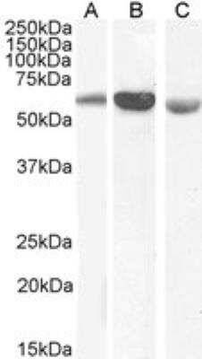 Western Blot: 58K Golgi Protein Antibody [NB100-1448]