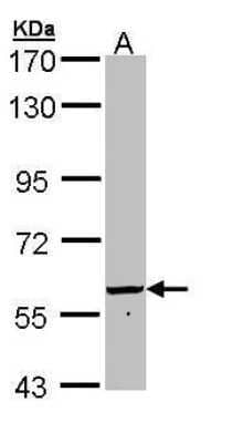 Western Blot: 58K Golgi Protein Antibody [NBP1-32793]