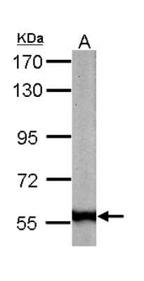 Western Blot: 58K Golgi Protein Antibody [NBP1-32793]