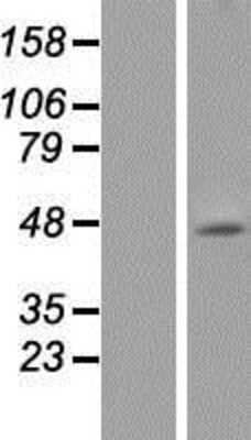 Western Blot: 5-HT1A Overexpression Lysate [NBP2-10679]