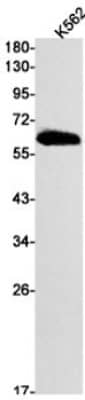 Western Blot: 6 Phosphofructo 2 Kinase Antibody (S08-7A4) [NBP3-19966]