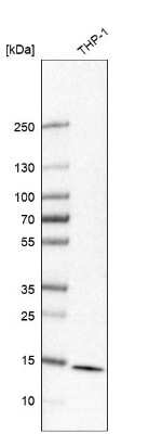 Western Blot: 60S ribosomal protein L23 Antibody [NBP1-87847]