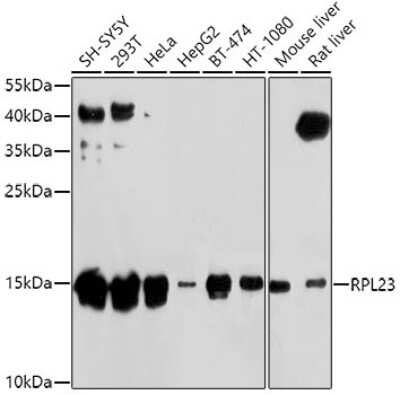 Western Blot: 60S ribosomal protein L23 AntibodyBSA Free [NBP2-92441]