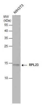 Western Blot: 60S ribosomal protein L23 Antibody [NBP3-12980]