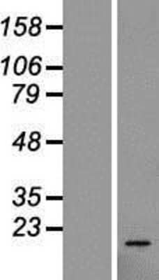 Western Blot: 60S ribosomal protein L23 Overexpression Lysate [NBL1-15515]