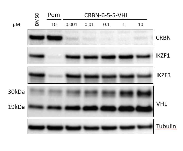 Application of CRBN-6-5-5-VHL in MM1S cells for CRBN-6-5-5-VHL