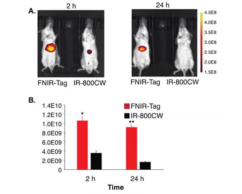 in vivo fluorescent images of FNIR-Tag, NHS and competitor in mouse post-injection