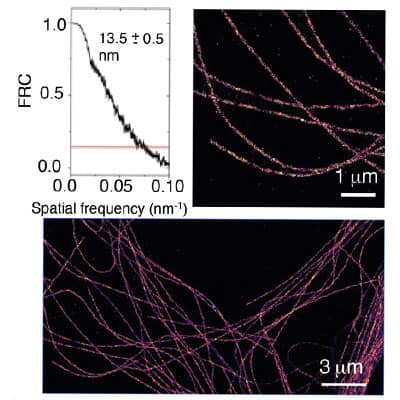 Application of Cy5B-trisulfo, NHS in microtubules.