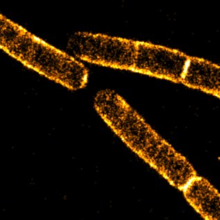 Bacillus subtilis cells stained with sCy5DA