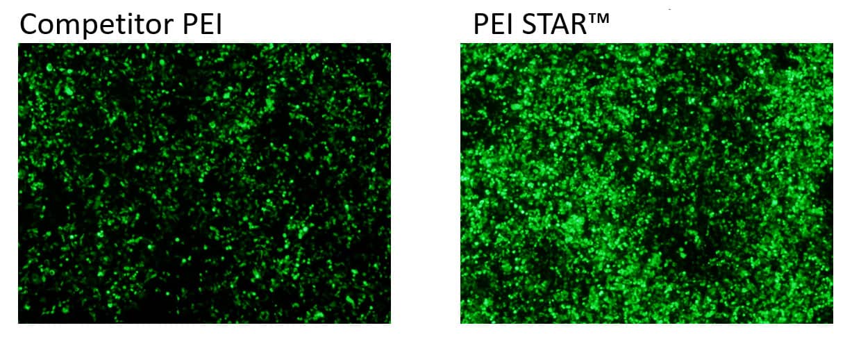Cells transfected with a reporter GFP construct using a leading competitor PEI and PEI STAR&#8482;