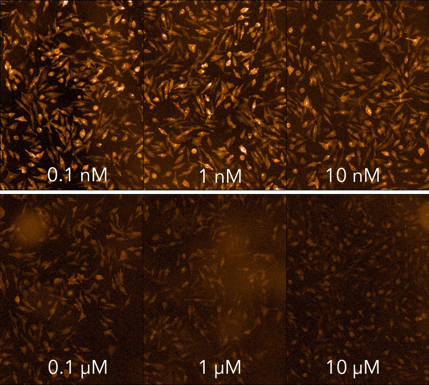 Application of CELT-426 in high content screening assay.