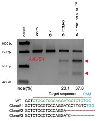 ProtiFect STAR&#8482; Protein Transfection Reagent applications