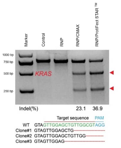 ProtiFect STAR&#8482; Protein Transfection Reagent applications