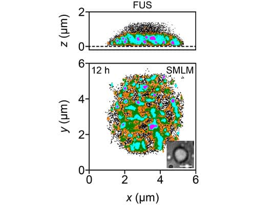 Application of Janelia Fluor&#174; 635b, Maleimide.