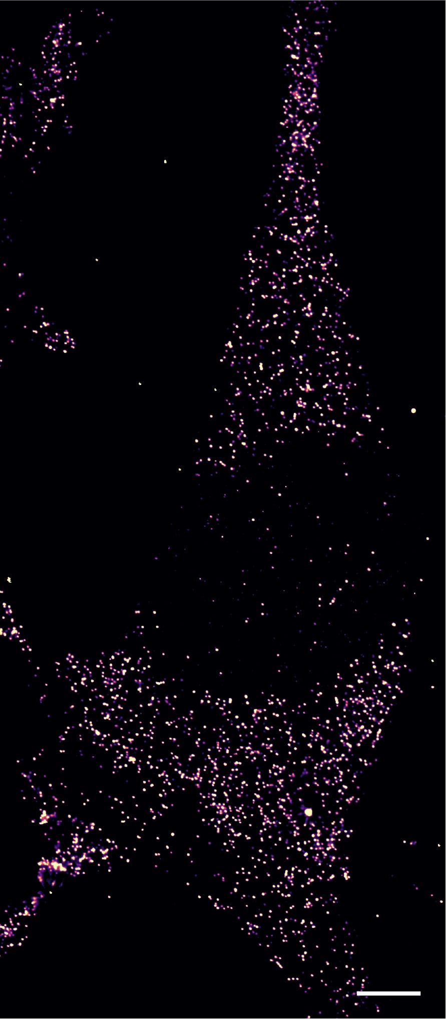 MEF cells labelled with Janelia Fluor 635b, NHS ester