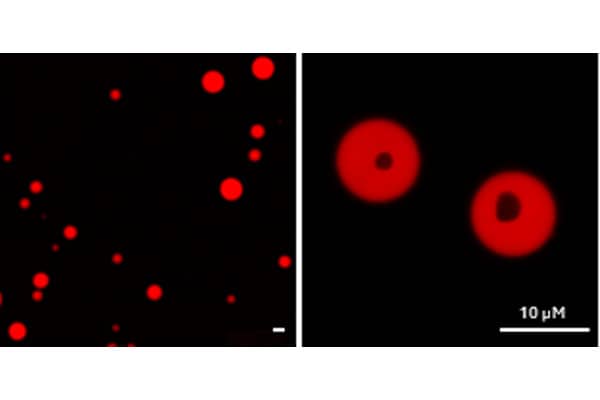 Yeast RNA and spermine labeled with RNA Imaging Probe 1c