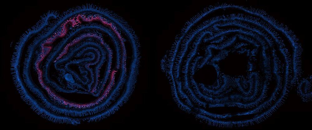 Application of HB-2-30 in vivo.