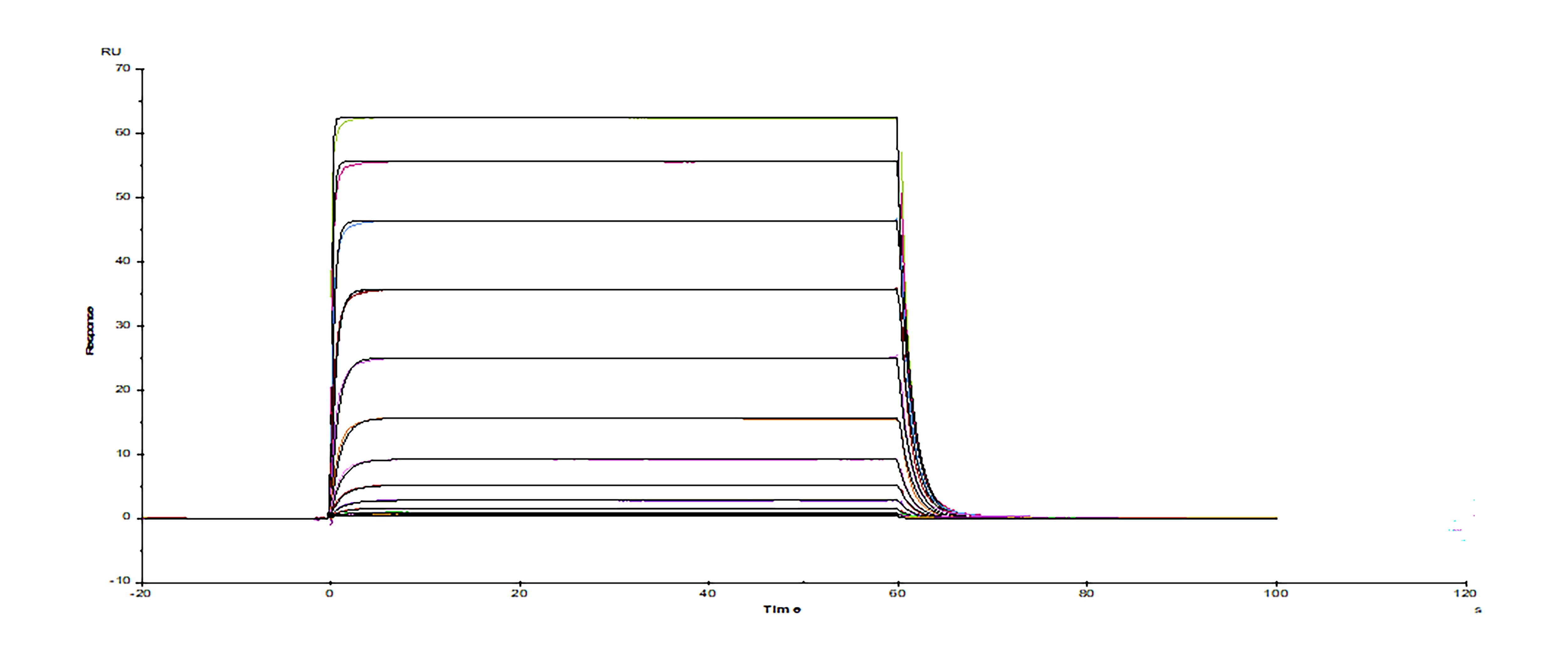 Surface plasmon resonance sensorgram of Avi-tag biotinylated human PD-L1/B7-H1 protein binding to human PD-1