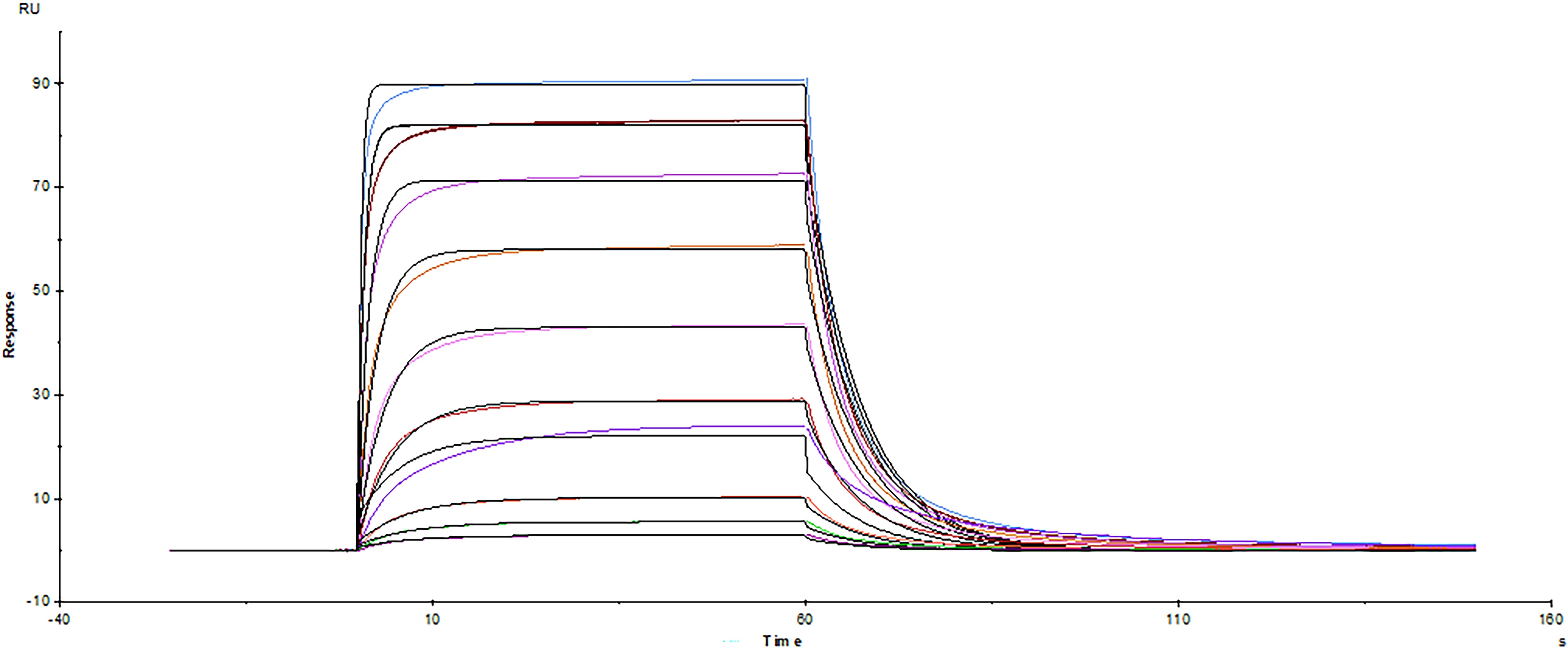 Surface plasmon resonance sensorgram of Avi-tag biotinylated human PD-1 protein binding to human PD-L2