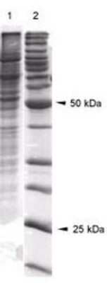 Western Blot: A-431 Whole Cell Lysate [NB800-PC12]