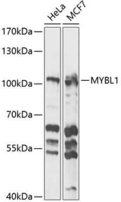 Western Blot: A-Myb AntibodyBSA Free [NBP2-92586]