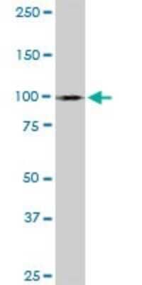 Western Blot: A-Myb Antibody (2A2) [H00004603-M01]