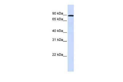 Western Blot: A-Myb Antibody [NBP2-86994]