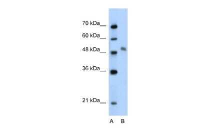 Western Blot: A-Myb Antibody [NBP2-86995]