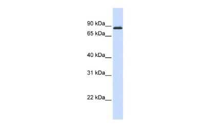 Western Blot: A-Myb Antibody [NBP2-86997]