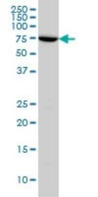 Western Blot: A-RAF Antibody (4H7) [H00000369-M03]