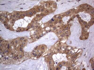 Immunohistochemistry: A-RAF Antibody (OTI2G9) - Azide and BSA Free [NBP2-70201]