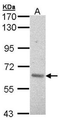 Western Blot: A-RAF Antibody [NBP1-33067]