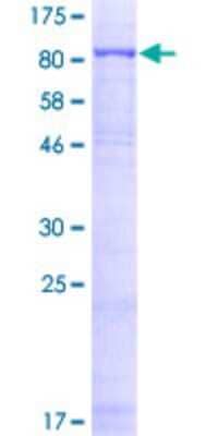 SDS-PAGE: Recombinant Human A-RAF GST (N-Term) Protein [H00000369-P01]