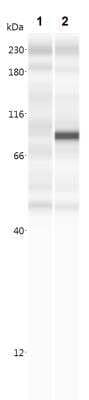Simple Western: A. aeolicus BPL/BioID2 Antibody (SS QD1)BSA Free [NBP2-59940]
