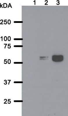 Western Blot: A. aeolicus BPL/BioID2 Antibody (SS QD1)BSA Free [NBP2-59940]