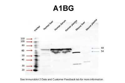 Western Blot: alpha 1B-Glycoprotein Antibody [NBP1-57969]