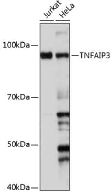 Western Blot: A20/TNFAIP3 Antibody (0K8B0) [NBP3-15681]