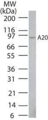 Western Blot: A20/TNFAIP3 Antibody (59A426)Azide Free [NBP2-33252]