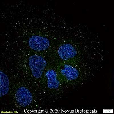 Immunocytochemistry/ Immunofluorescence: A20/TNFAIP3 Antibody (59A426) - BSA Free [NBP1-77533]