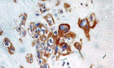 Immunohistochemistry-Paraffin: A20/TNFAIP3 Antibody (59A426) - BSA Free [NBP1-77533]