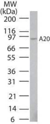 Western Blot: A20/TNFAIP3 Antibody (59A426)BSA Free [NBP1-77533]