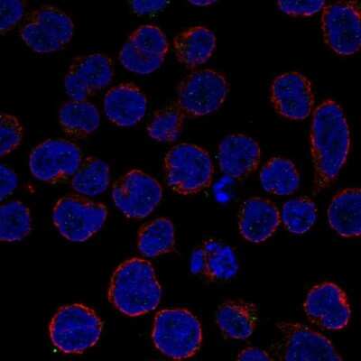 Immunocytochemistry/ Immunofluorescence: A20/TNFAIP3 Antibody [NBP2-68857]