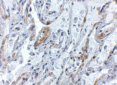 Immunohistochemistry-Paraffin: A20/TNFAIP3 Antibody - BSA Free [NBP1-77024]