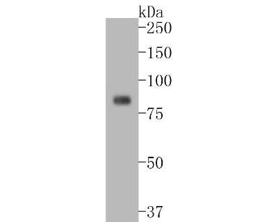 Western Blot: A20/TNFAIP3 Antibody (SN07-31) [NBP2-67676]