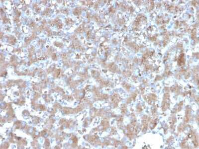 Immunohistochemistry-Paraffin: A20/TNFAIP3 Antibody (TNFAIP3/2813) [NBP3-07730]